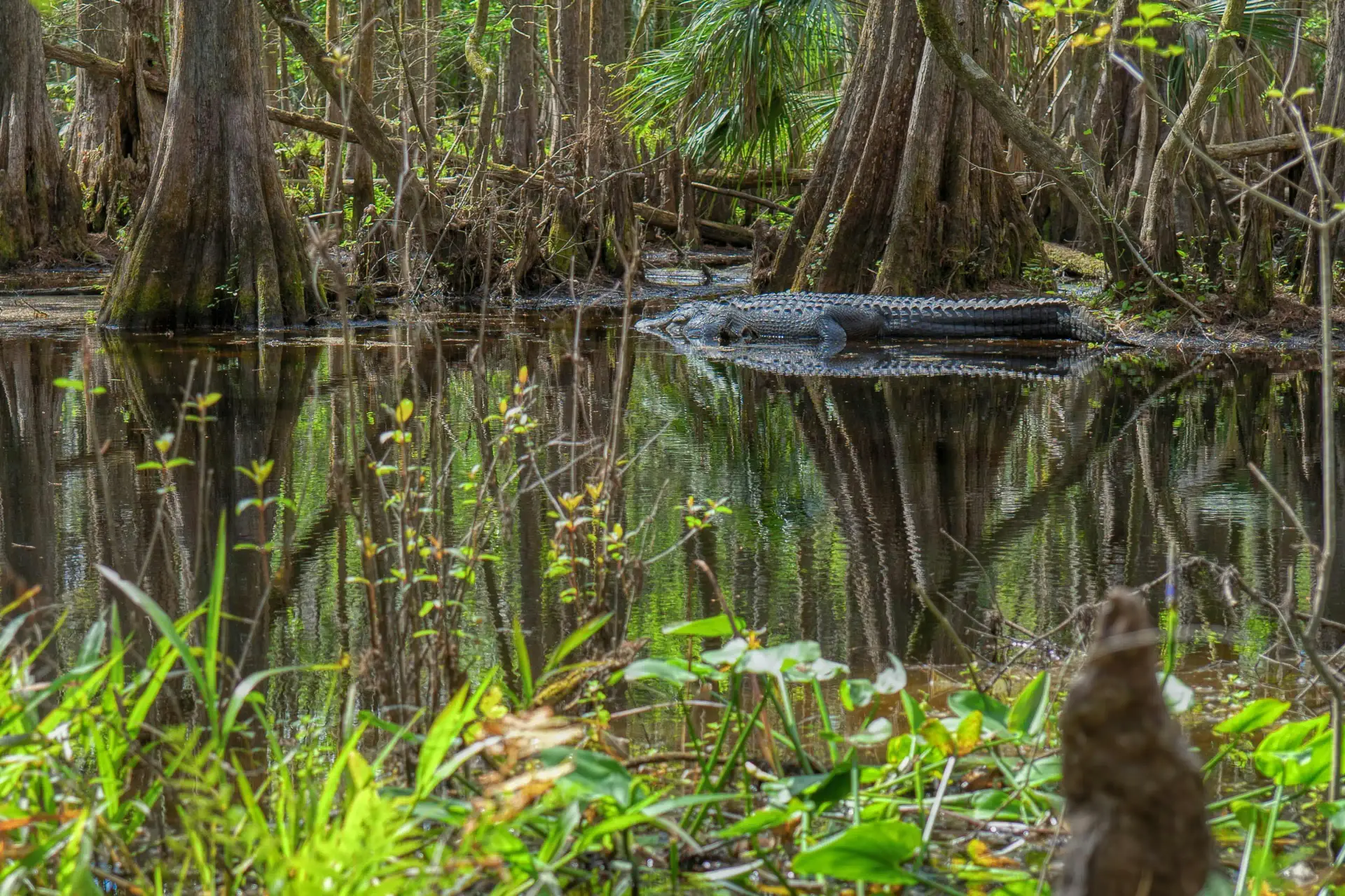 Everglades