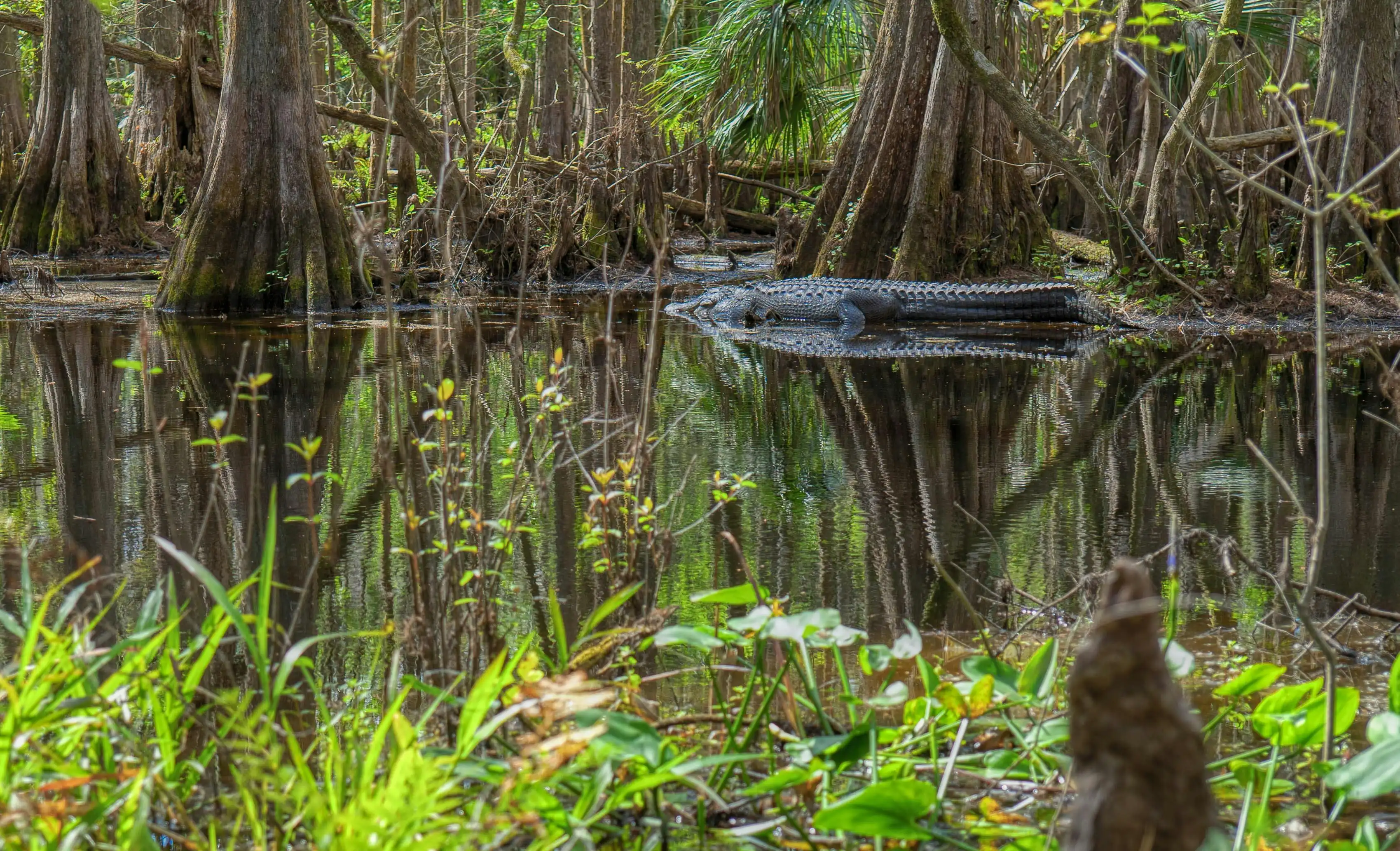 Everglades: Anhinga Trail