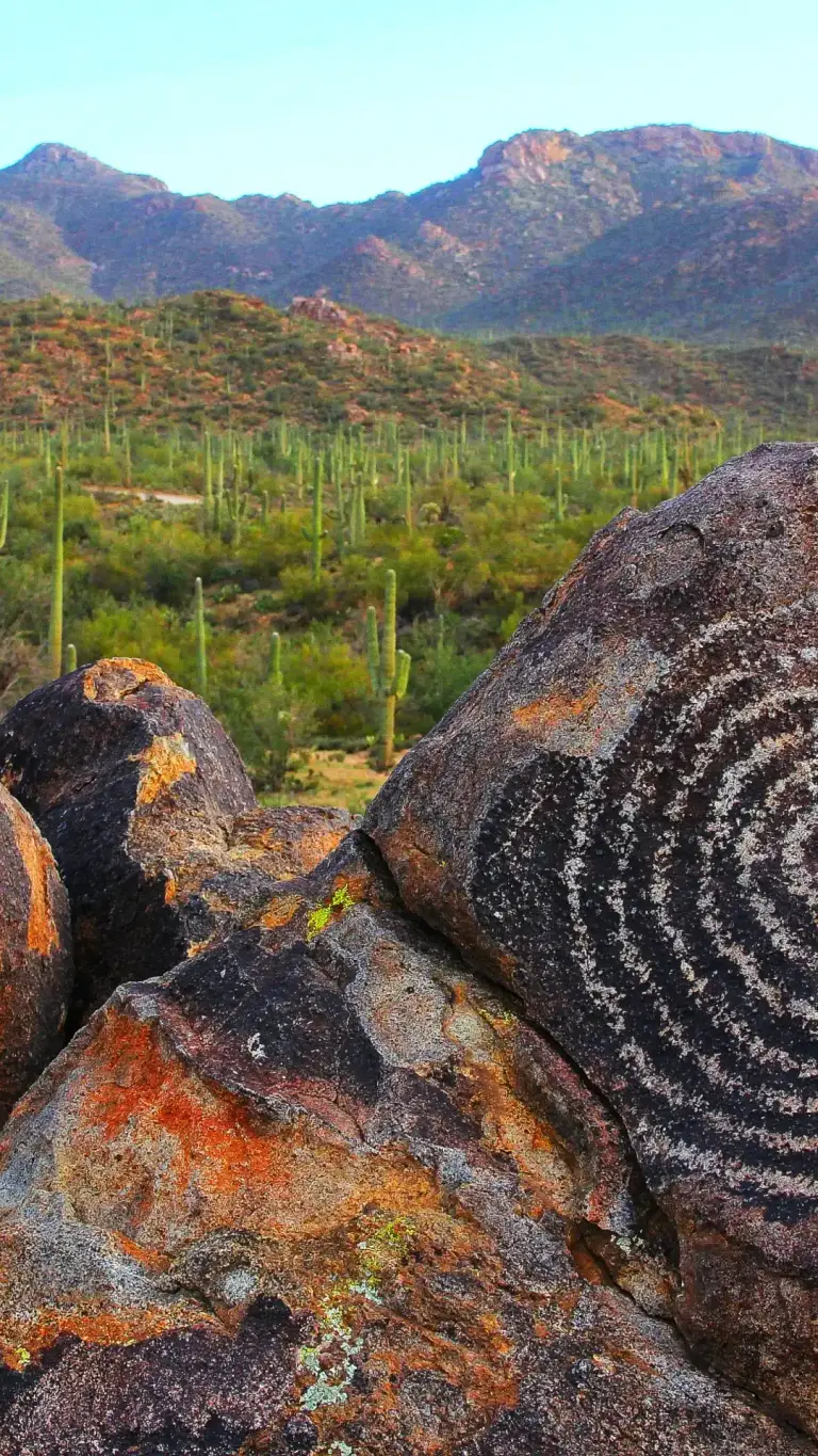 Saguaro
